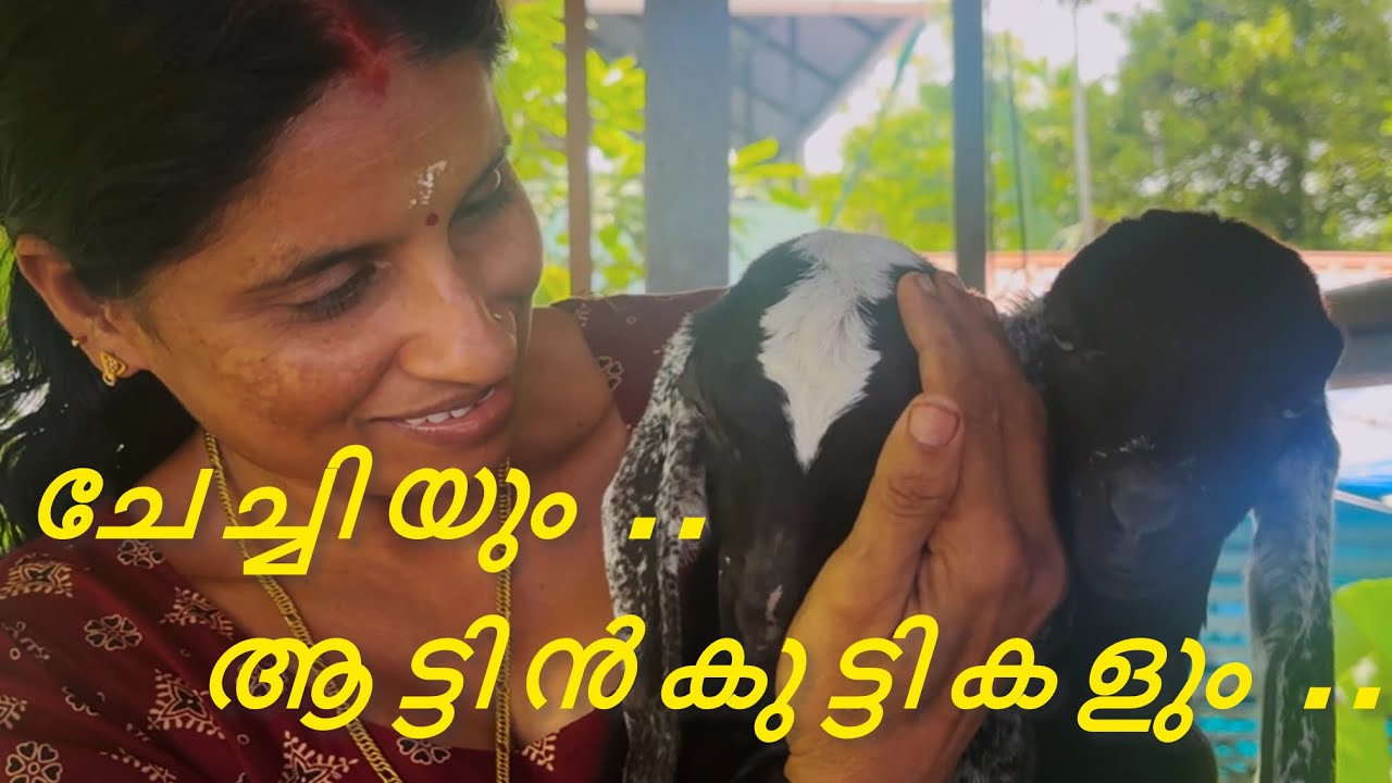 ചേച്ചിയും ആട്ടിൻ കുട്ടികളും 🥰😍
