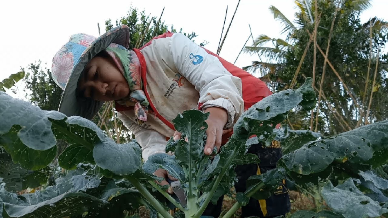 Life in the country side of Philippines with nature#3,#RODACA