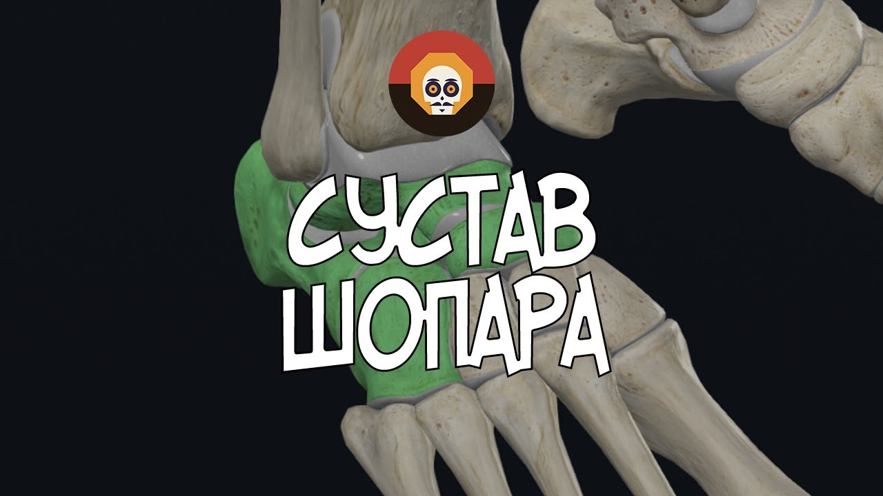 Сустав Шопара 3D Анатомия