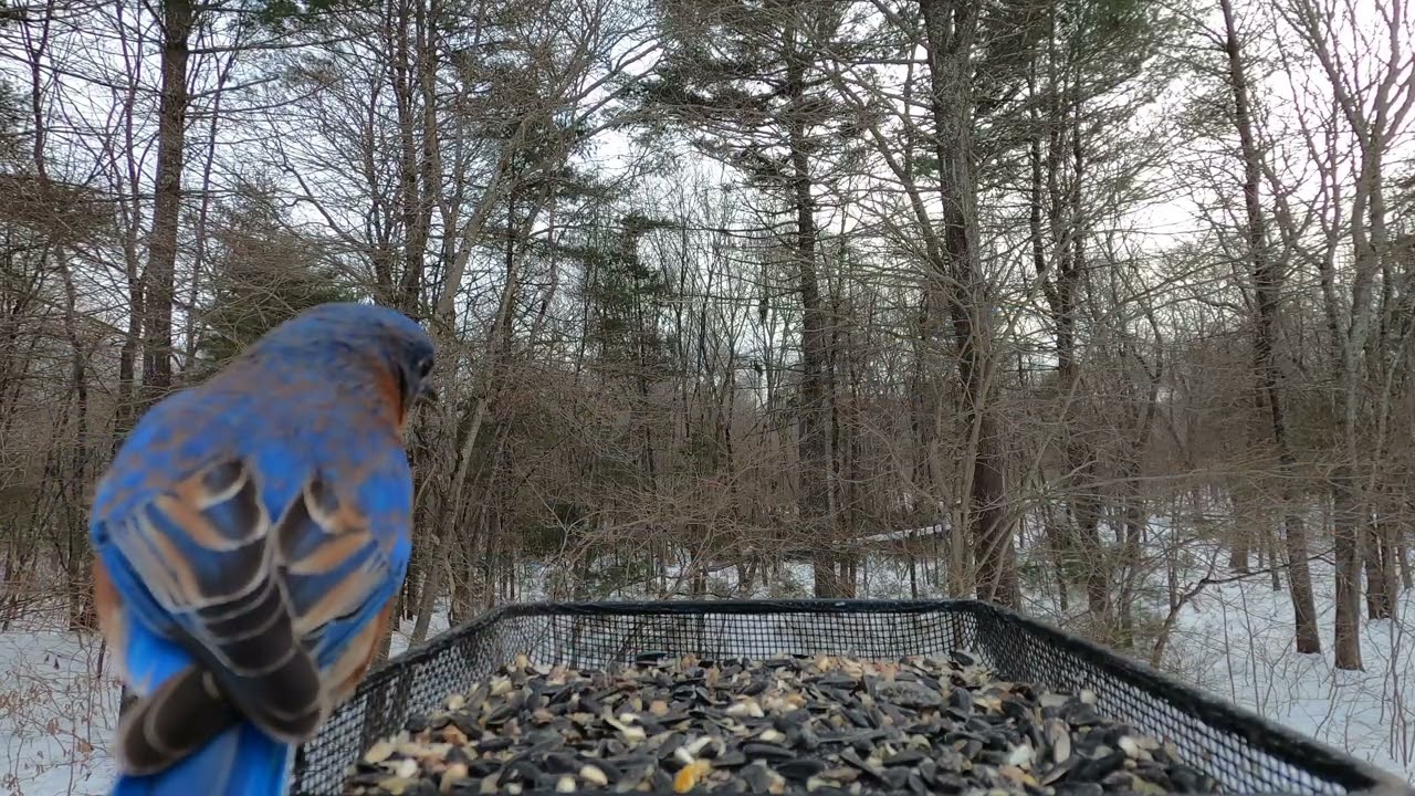 Dark-eyed Junco, Eastern Bluebirds