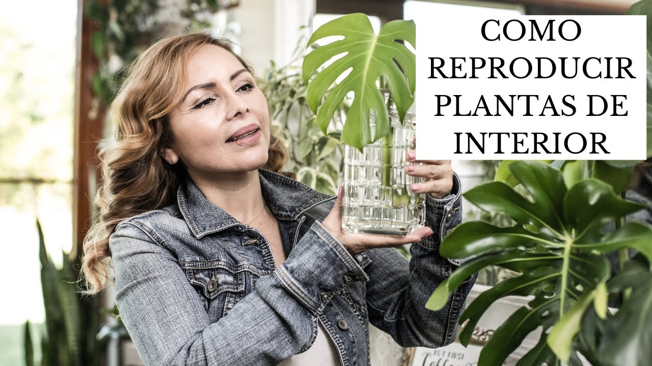 Cómo Propagar Plantas de interior - para principiantes