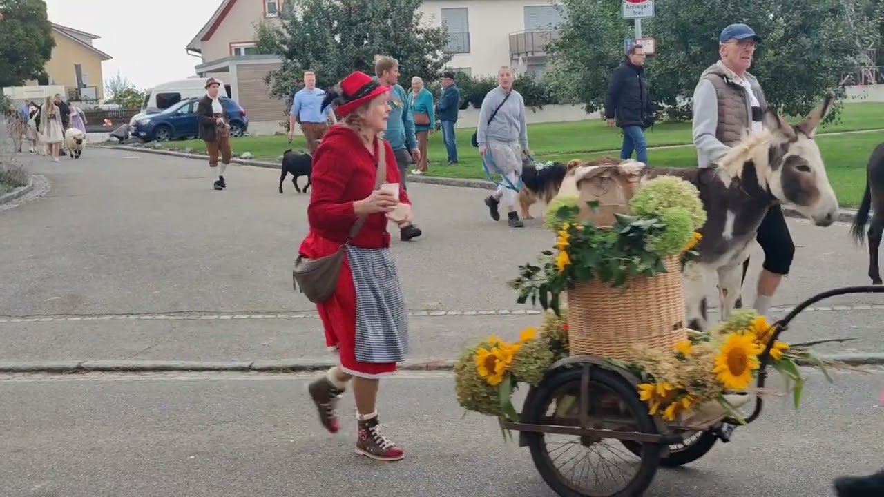 Viehscheid Moosheim , 28 September 2024 #moosheim