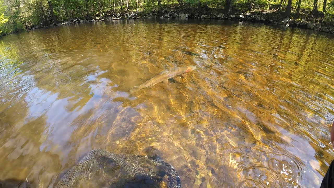 Čtyři obří pstruzi , 3x60cm+ a 1x70cm. Four Giant Trout, 3x60cm+ and 1x70cm