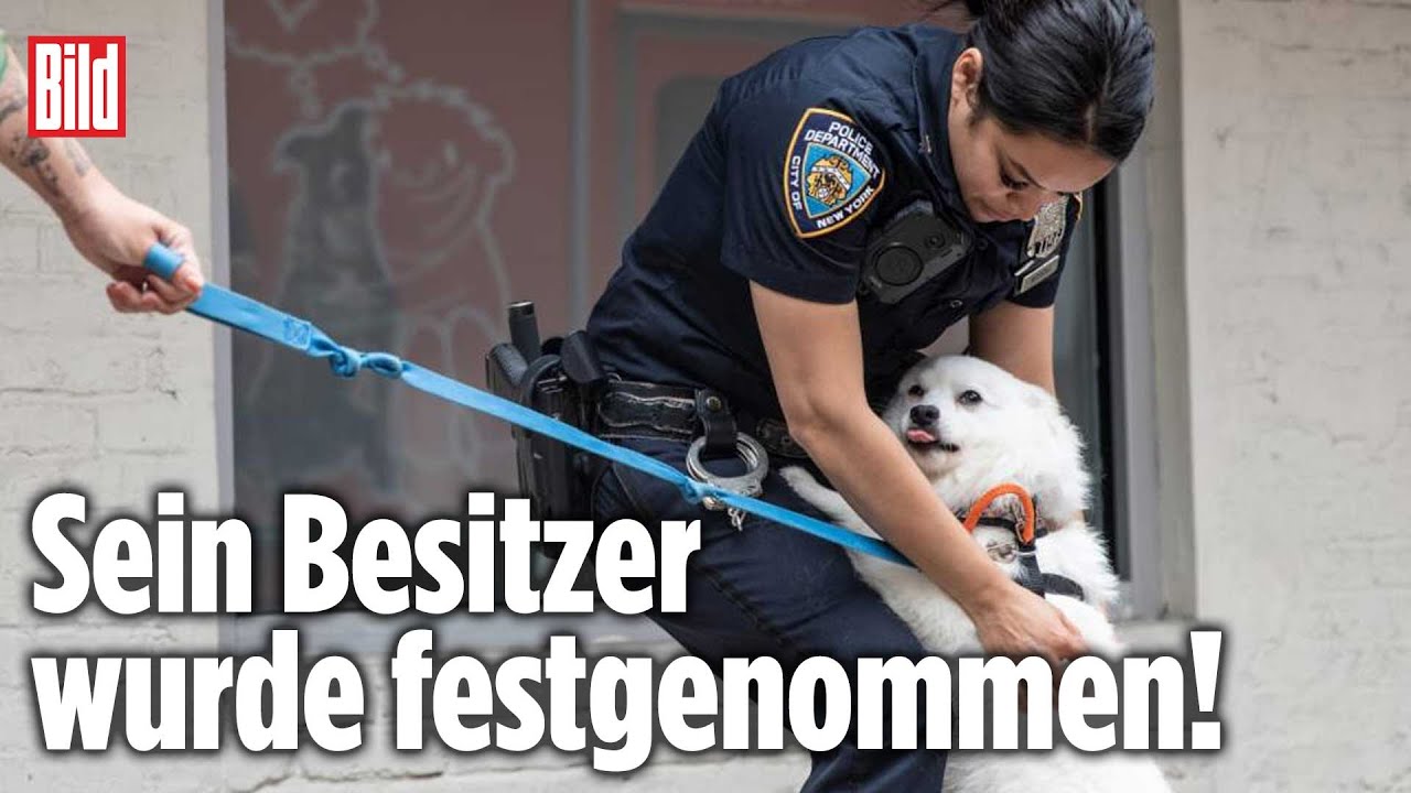 Hund 24 Stunden in überhitzem Auto eingesperrt