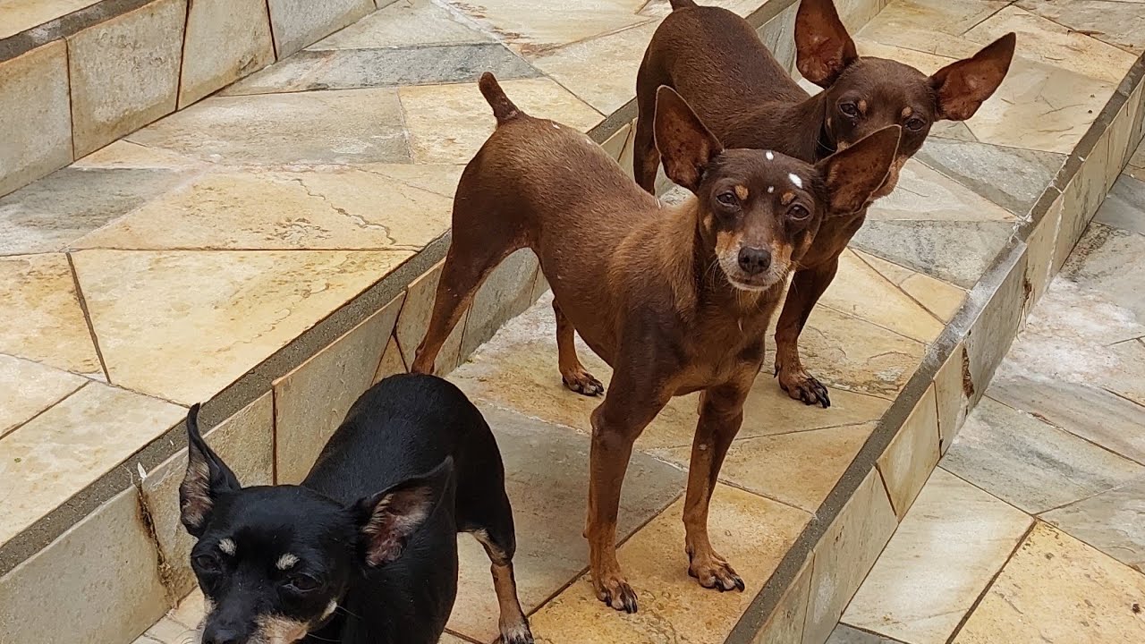 A gata e o beija-flor... começando a manhã no quintal dos pinschers