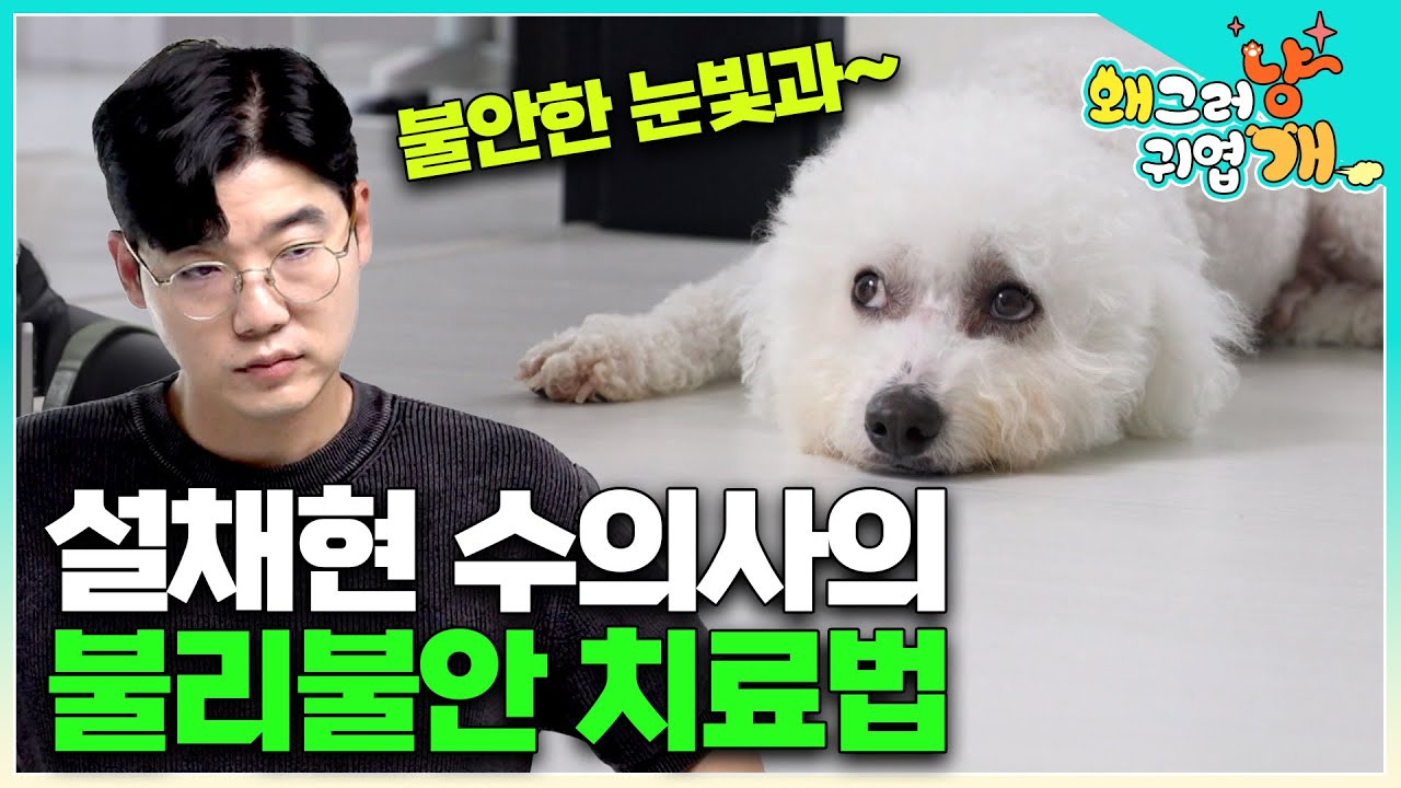 🐶이 영상을 주목해 주세요🐶 짖음, 배변실수, 마킹 문제에 대한 설채현 수의사의  불리불안 반려견에 대한 특급 솔루션이 시작됩니다.│#왜그러냥귀엽개