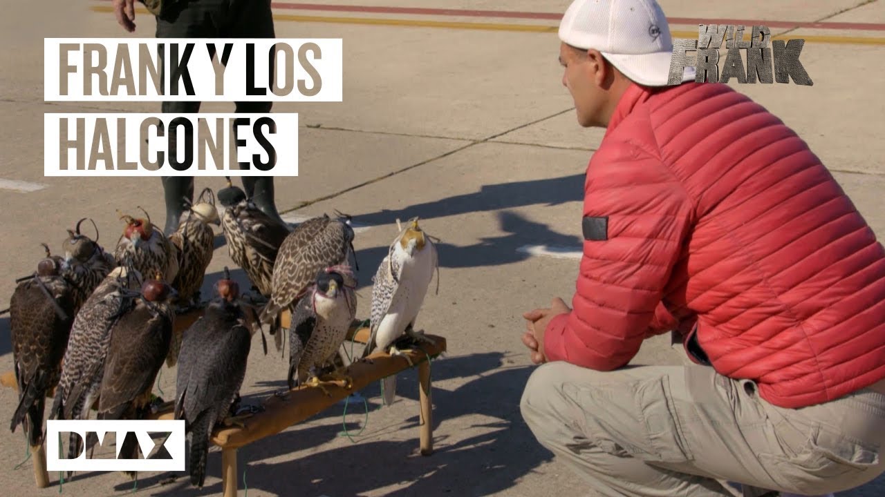 Así es el trabajo de los cetreros y los halcones de la base aérea de Torrejón de Ardoz | Wild Frank