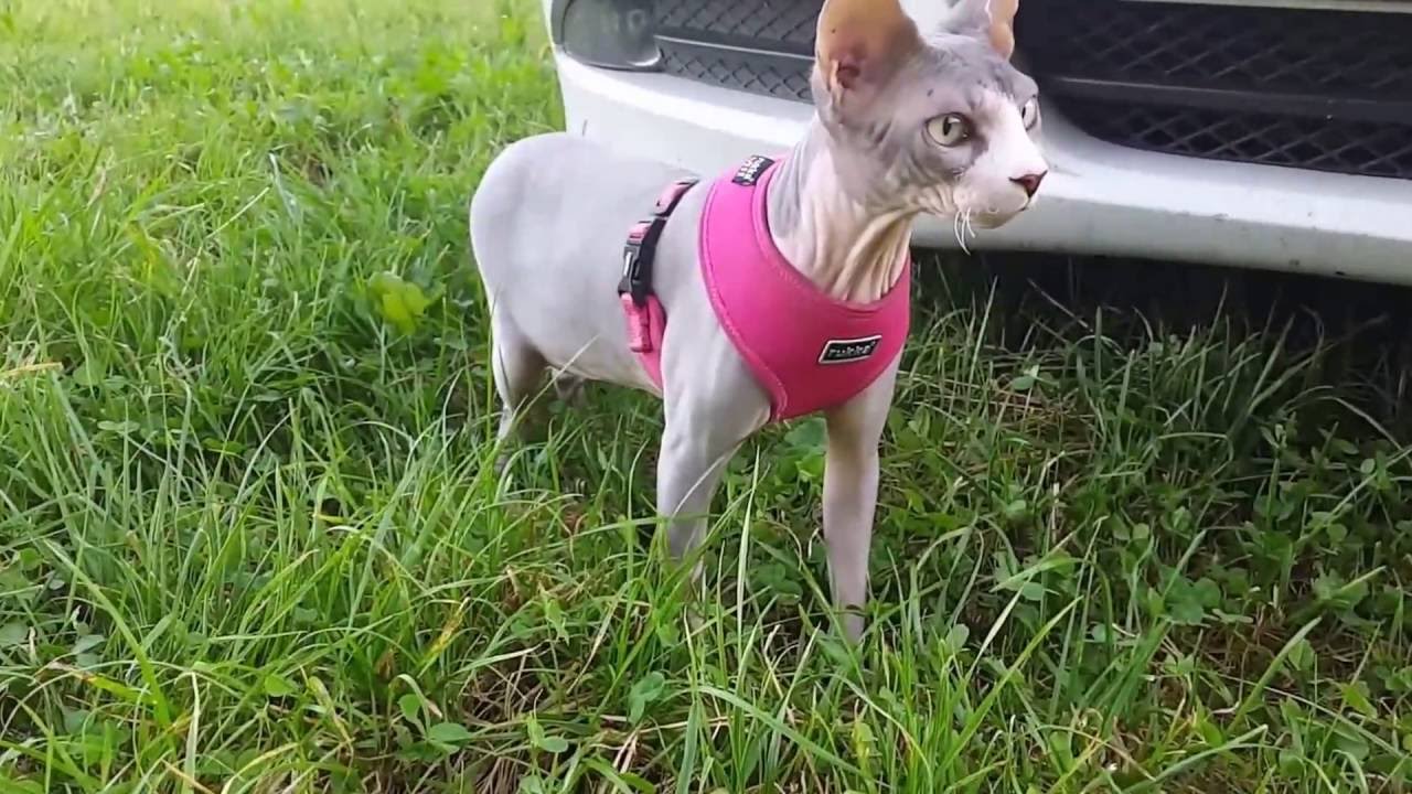 Sphynx cats outside experience