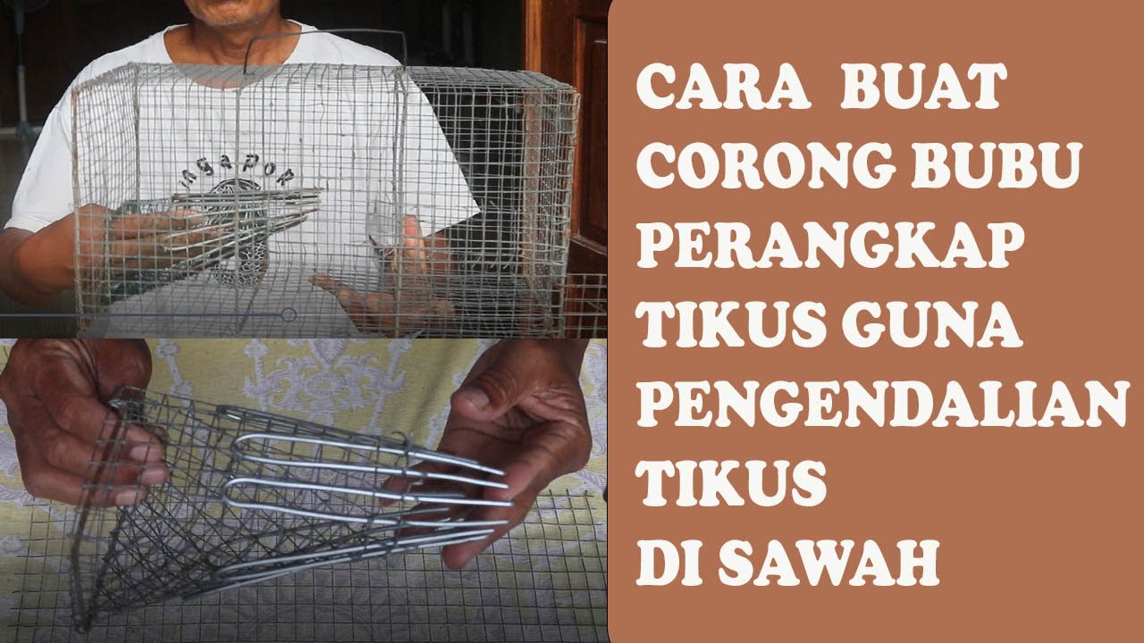 Cara Pembuatan Corong Bubu Perangkap Tikus Guna Pengendalian Hama Tikus Sawah
