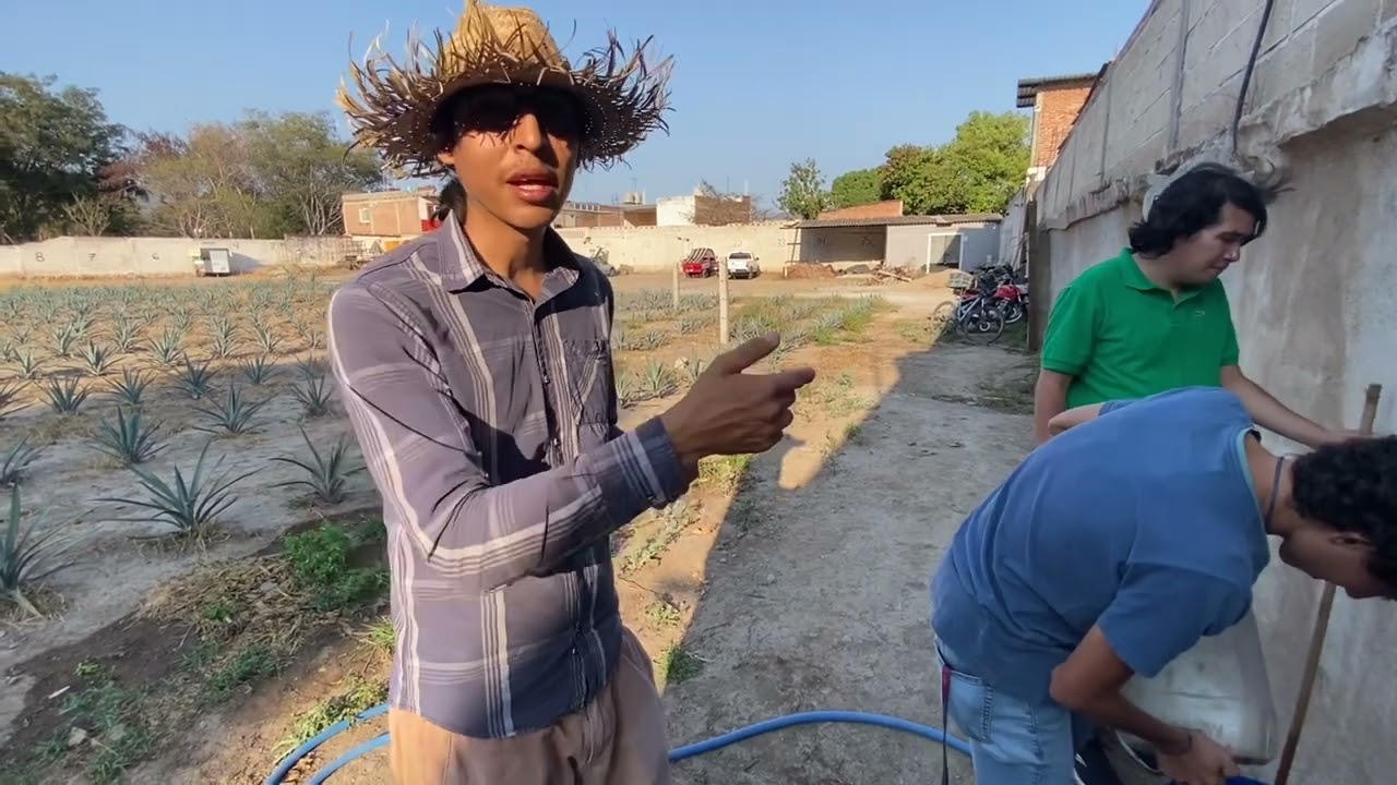 Aminoacidos orgánicos (Proceso de elaboración) Fertilizante orgánico
