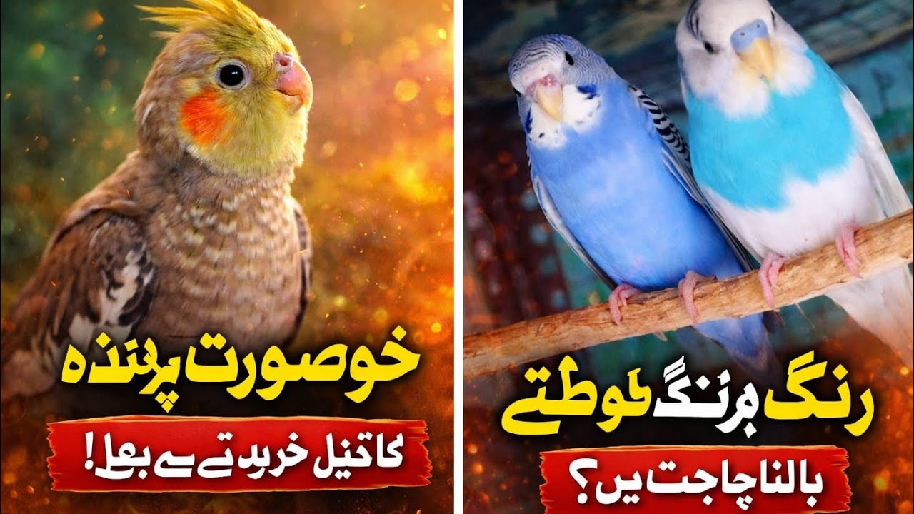 Birds video and lyrics on nature 