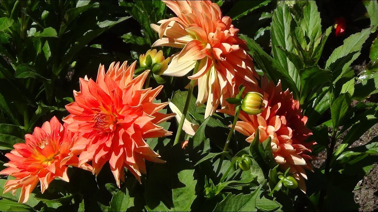 ♫ Для души... Карен Саркисян  -  Поклон ее Высочеству - МУЗЫКЕ.