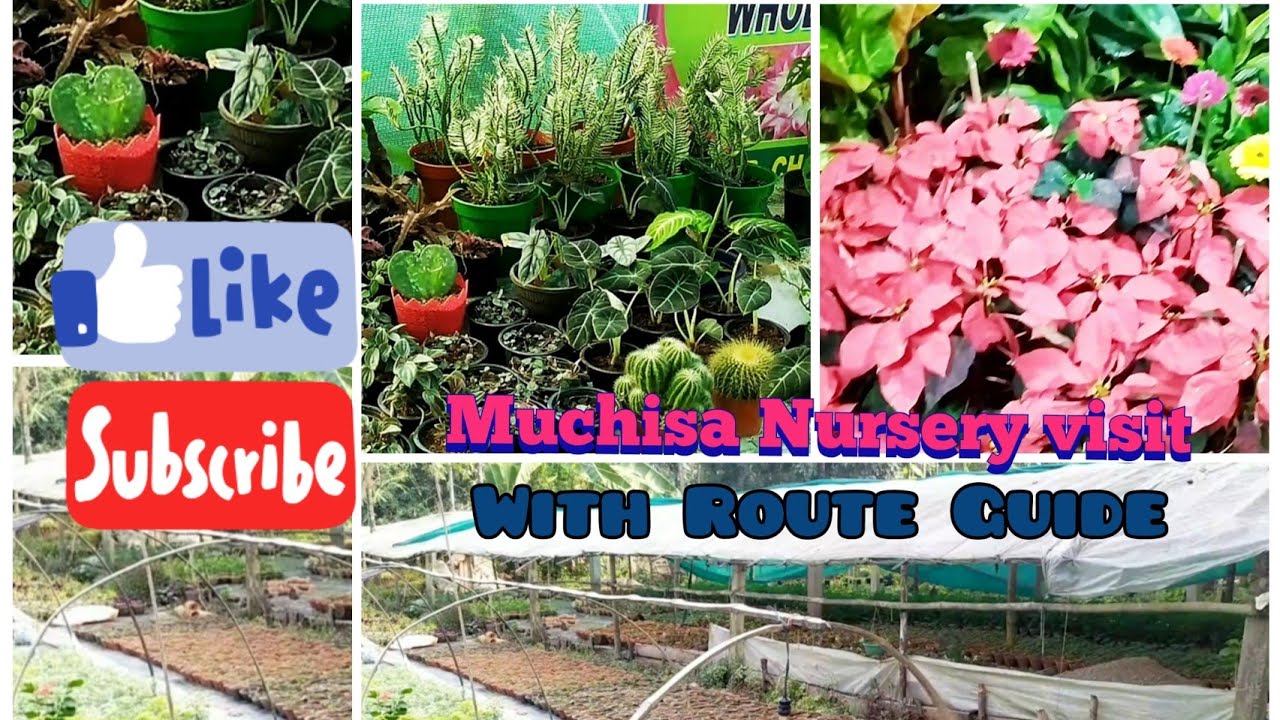 Muchisa Nursery visit Vlog-2|Cheapest Nursery near kolkata|Route of Muchisa#vlogwithbaishakhidutta