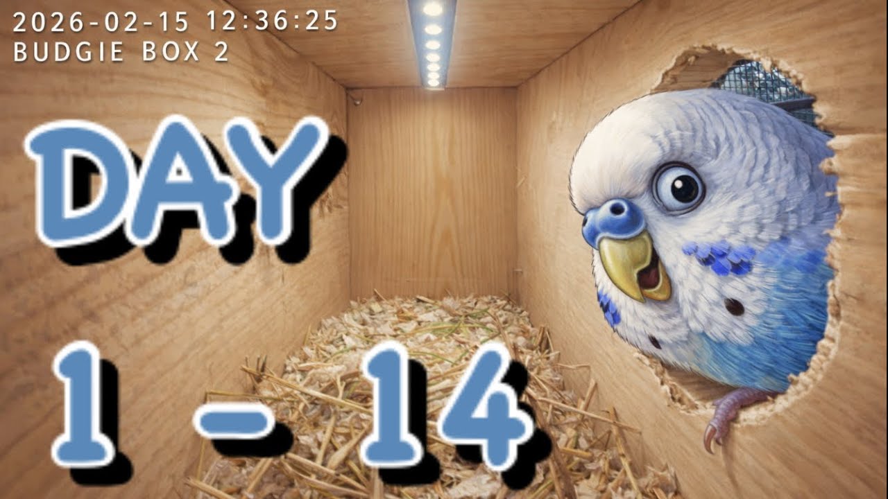BUDGIE NESTING BOX CAMERAS (PART 1)