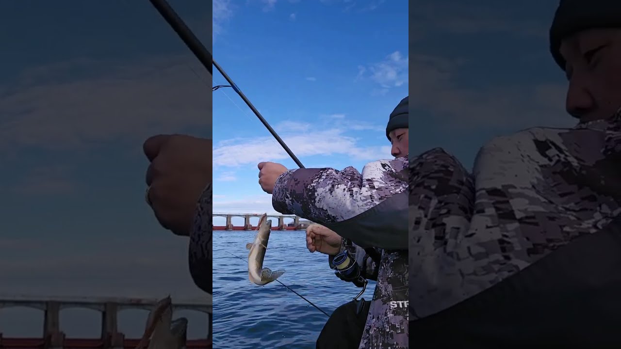 Walleye on Mississippi River. 3-8-26