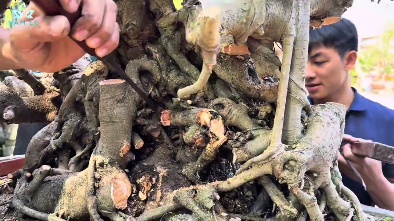 NamLe Bonsai | Phôi cùi tưởng không đẹp mà đẹp không tưởng.