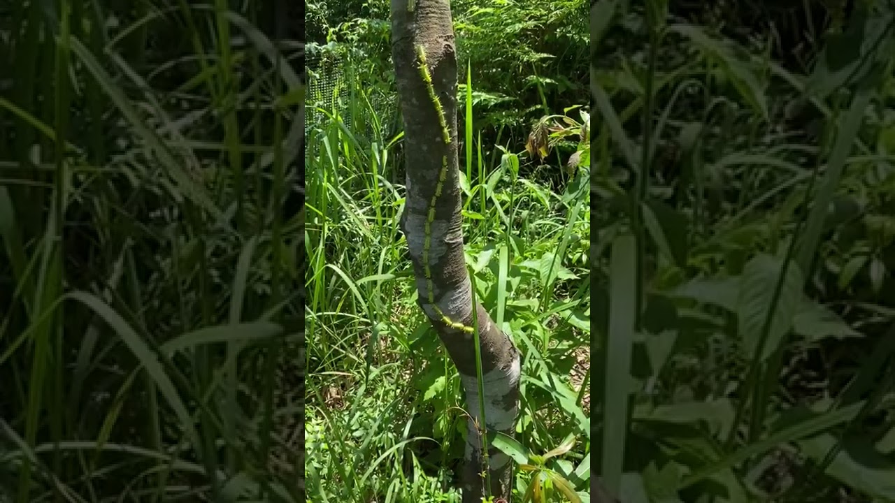 華南青岡上發現一支蛾毛蟲軍隊 │ An army of slug moth caterpillars on a Cyclobalanopsis edithiae tree │ #1