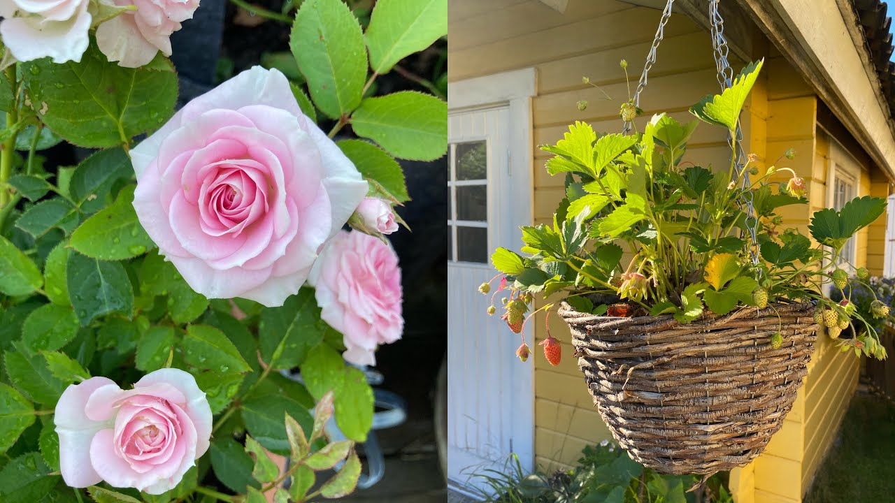 Plantera om miniros & jordgubbar 🍓 | replant mini rose and strawberry 💐