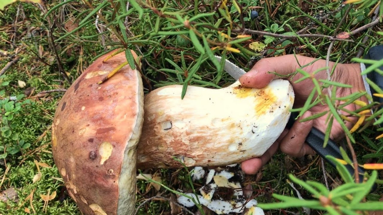 KING BOLETE!!! WILD GIANT MUSHROOM! FUNGHI PORCINI! BEST FEELING! FORAGING, PICKING!