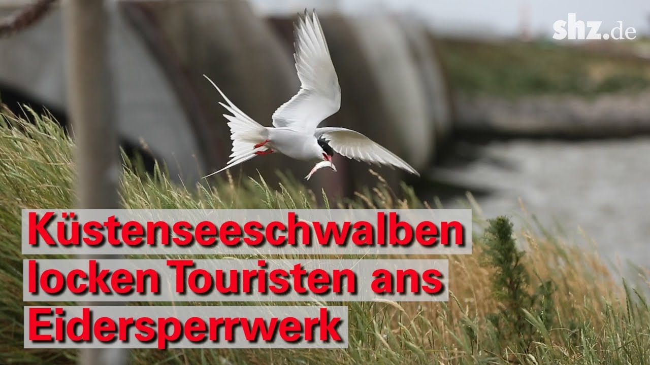 Touristenmagnet Eidersperrwerk: Brütende Küstenseeschwalben locken Naturfotografen