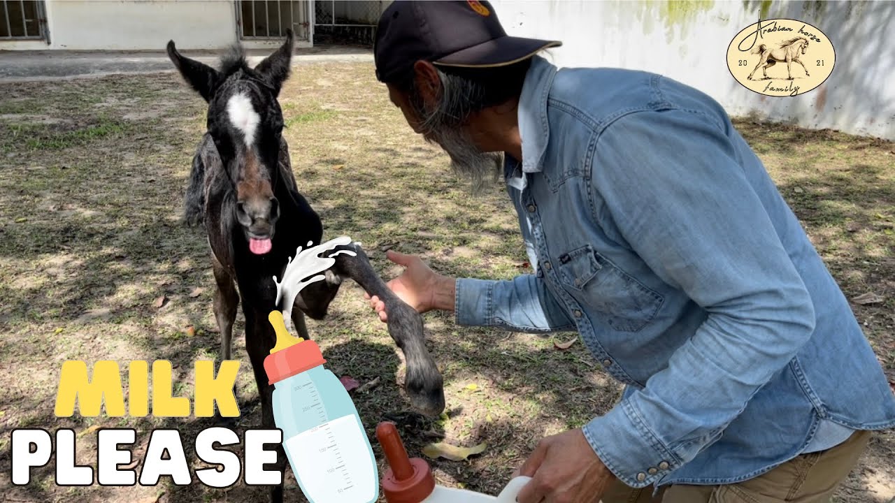 1 week with bottle feeding newborn horse
