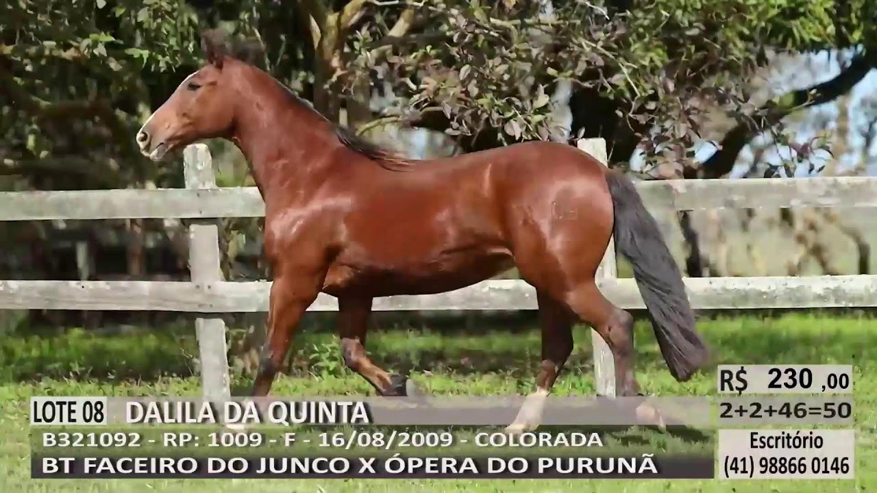 LEIL&Atilde;O VIRTUAL EST&Acirc;NCIA BOA VISTA DA QUINTA - HACIENDA
