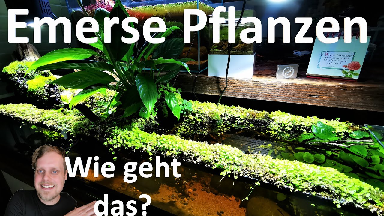 Ein Aquarium wächst nach oben! Emerse Pflanzen - Wie geht das eigentlich? Meine Erfahrungen