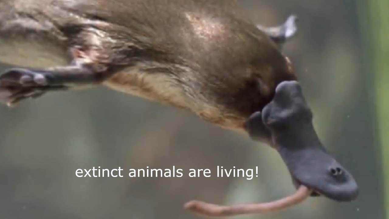 Yet Another Atrocious Paleontology Video
