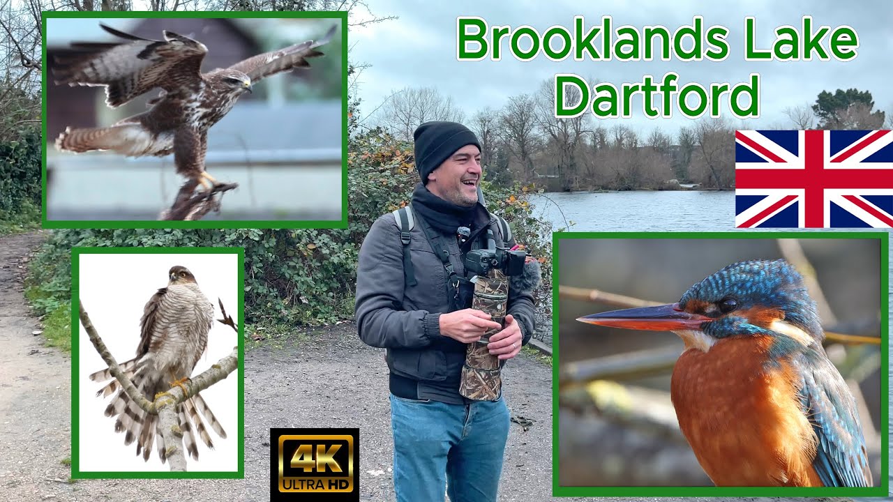 Brooklands Lake, Dartford, Birdwatching. Kingfisher, Sparrowhawk, Buzzard Canon R7 & RF 200-800mm 4K