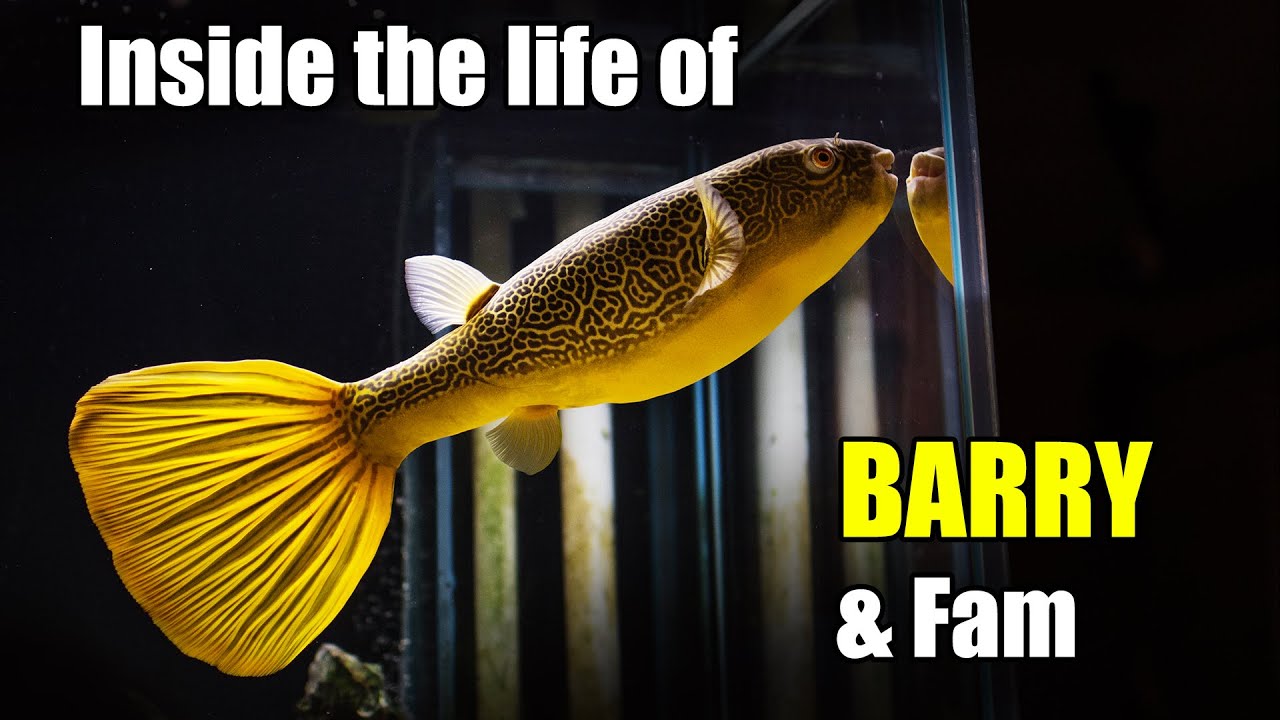 Barry the Puffer, what you need to know about keeping freshwater pufferfish.
