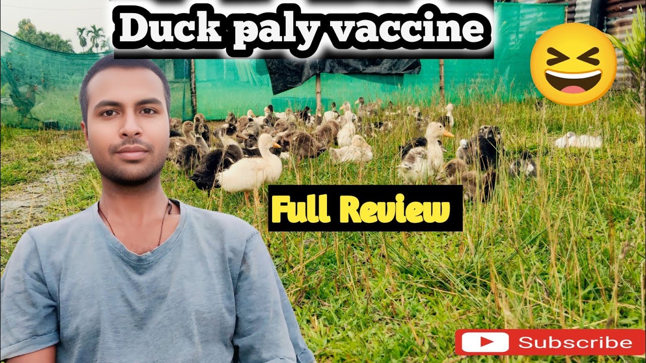 Duck Paly Vaccine Full Review||GhoruwaVlog