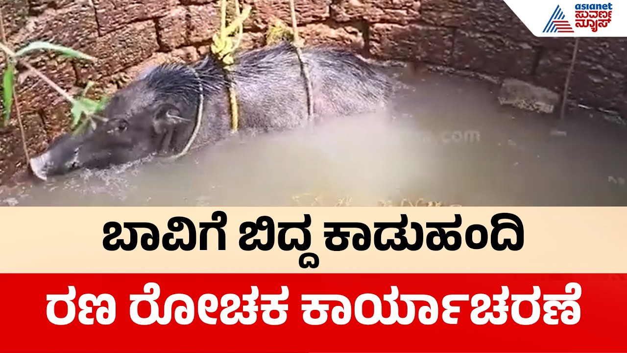 ಭತ್ತದ ಗದ್ದೆಗೆ ನುಗ್ಗಿದ ಕಾಡುಹಂದಿ: ನಾಯಿಗಳಿಂದ ತಪ್ಪಿಸಿಕೊಳ್ಳಲು ಹೋಗಿ ಬಾವಿಗೆ |  Suvarna News