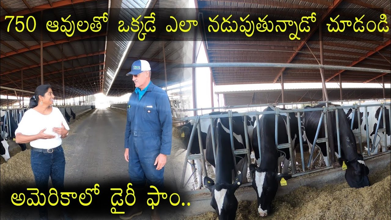 జున్ను పాలు కోసం నా తిప్పలు 😀|| California Dairy Farms|| telugu vlogs from USA||