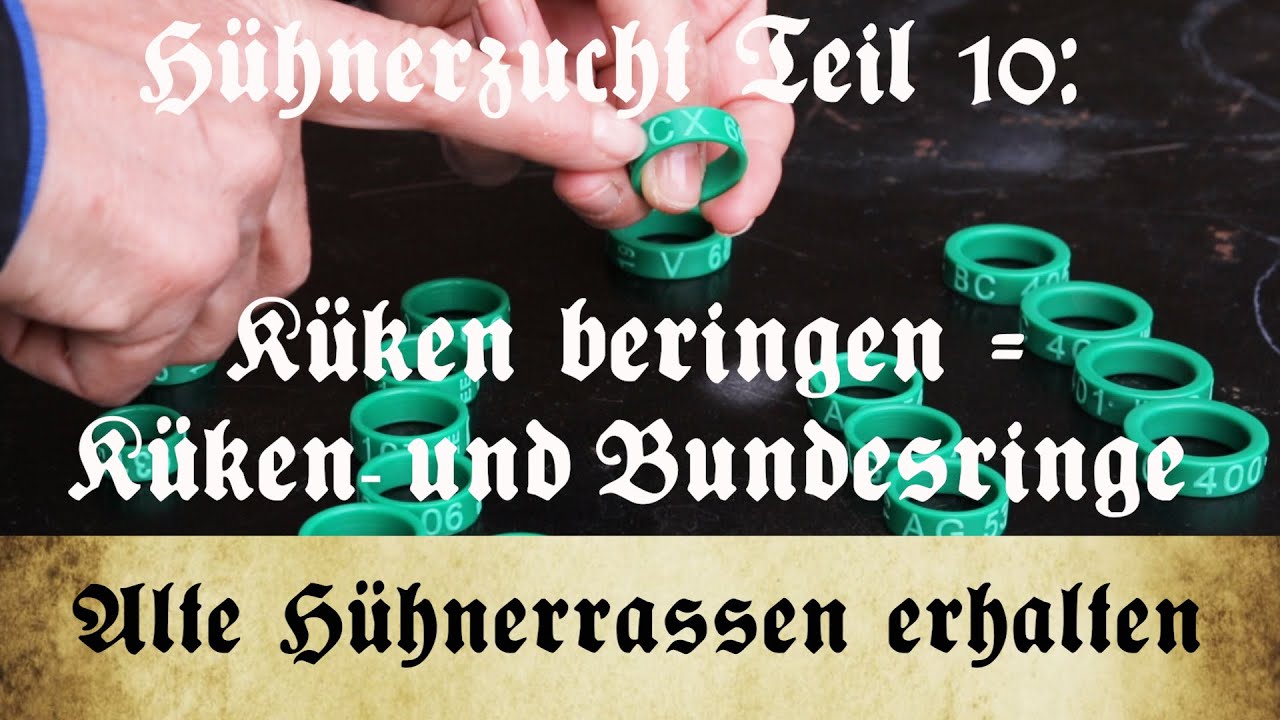 Zucht alter Hühnerrassen - Teil 10: Küken und Hühner beringen - Markierungsringe und Bundesringe