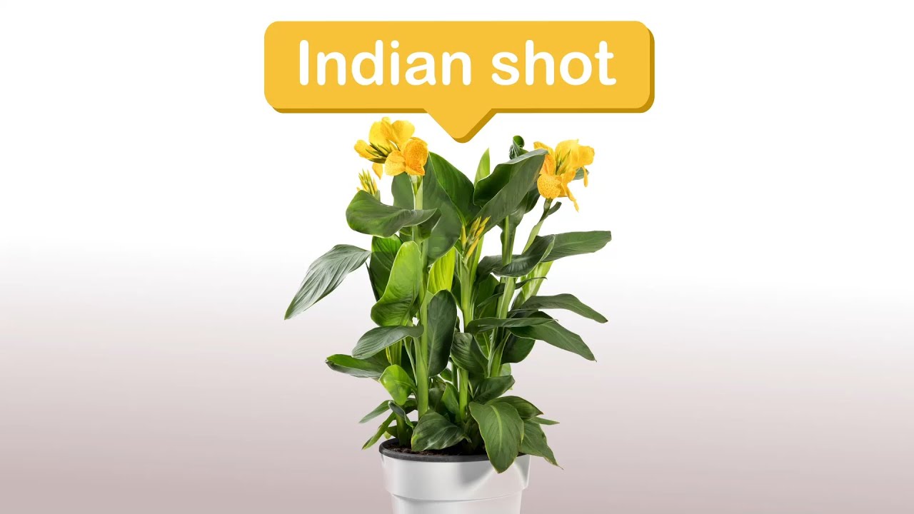 A solid future, trust in God--Indian Shot