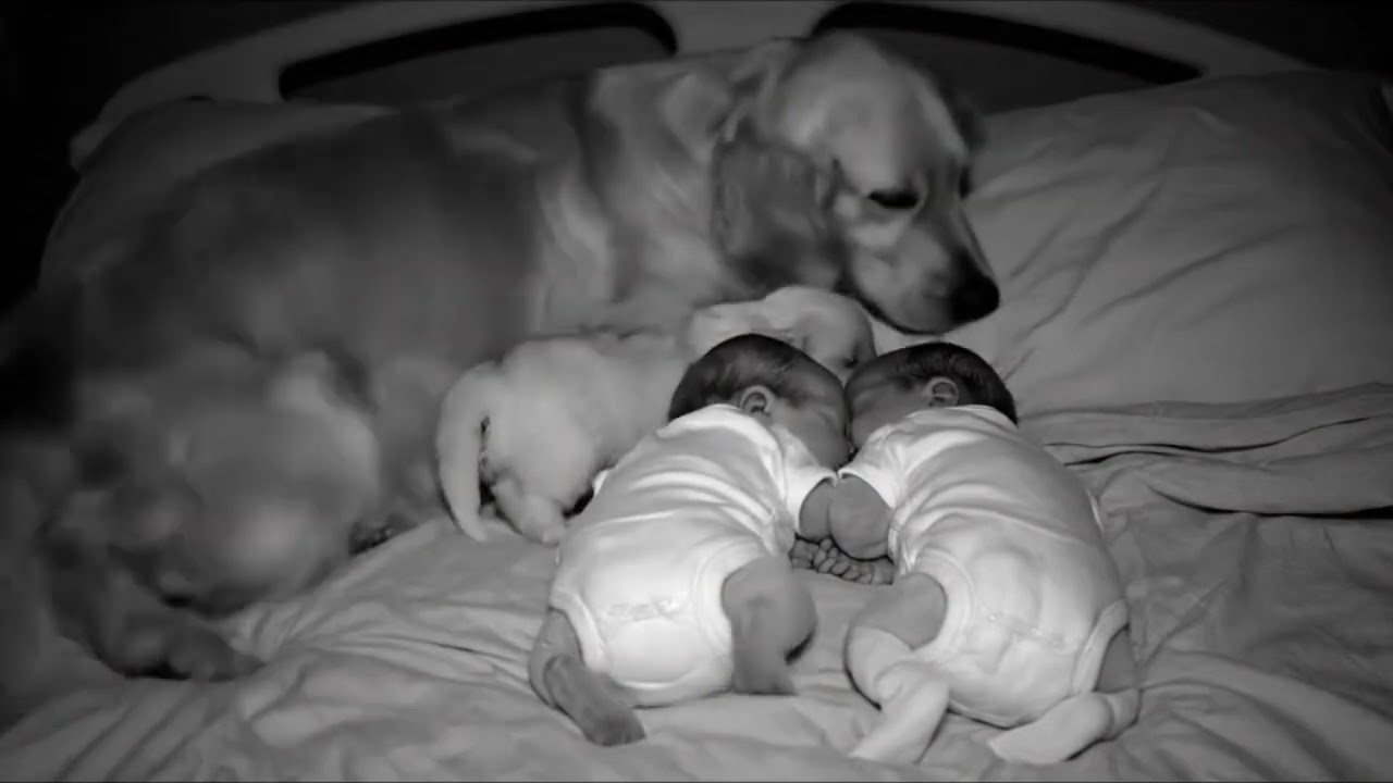 Cute kids sleeping next to a dog #viral #shorts #youtubeshorts 