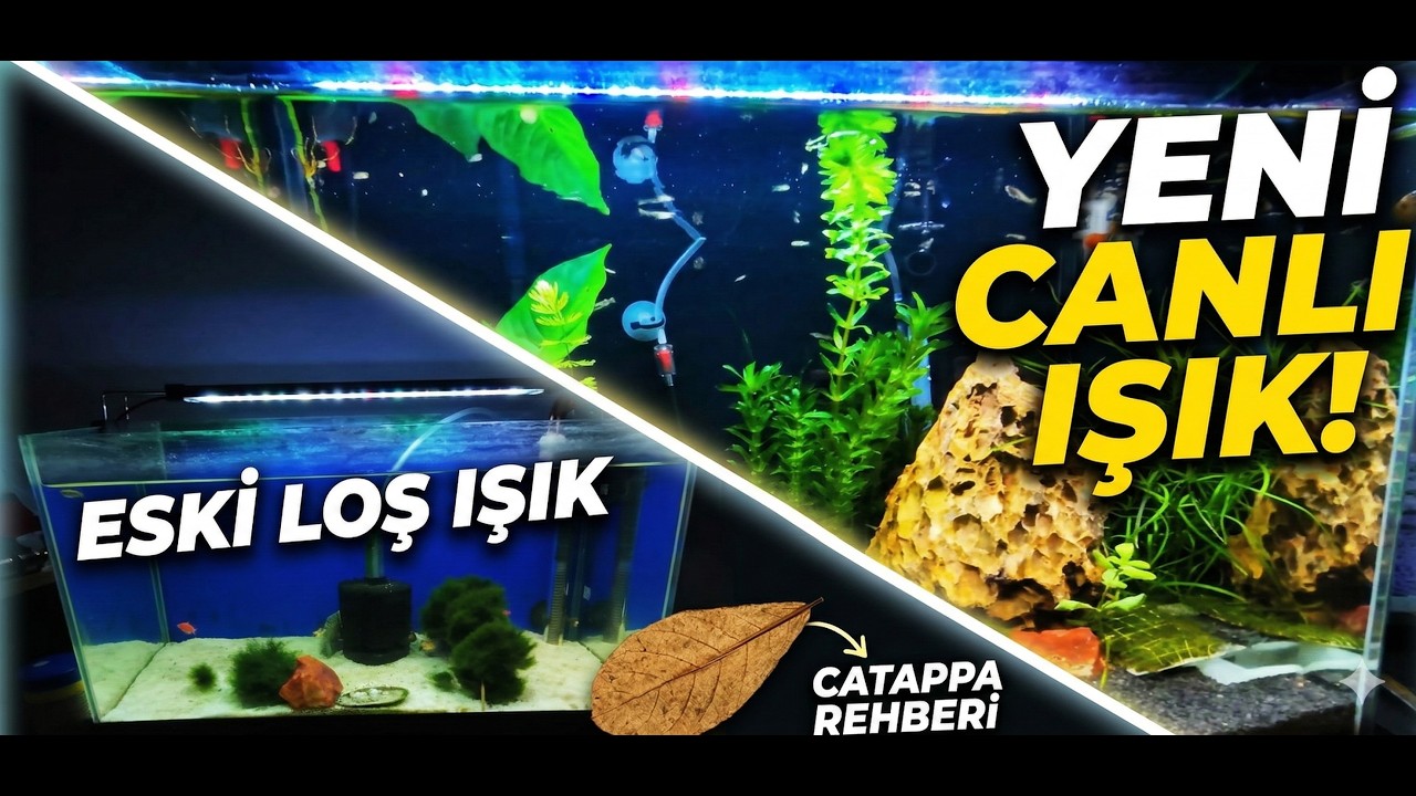Akvaryuma Yeni LED Işık Aldım! (Eski Işığı Ne Yaptım?) + Catappa Yaprağı Rehberi