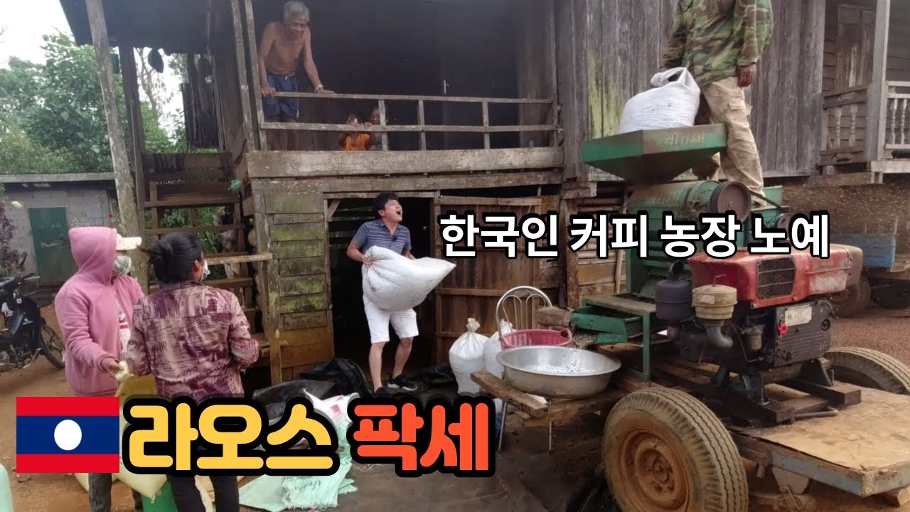 [라오스 남부여행 #4] 생두 1kg만 사기로 했는데... | 팍세 볼라벤고원 커피농가 (특별출연 : 라오스 표류기 Mr.Moon님)