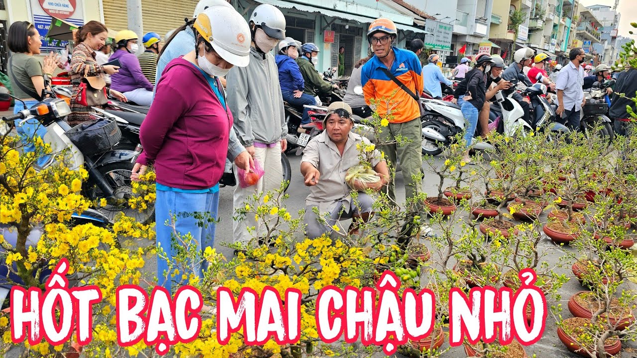 Chủ Vườn Hốt Bạc Khách Chuộng Mai Chậu Nhỏ Siêu Bông Siêu Búp Giá Rẻ Về Chơi Tết.