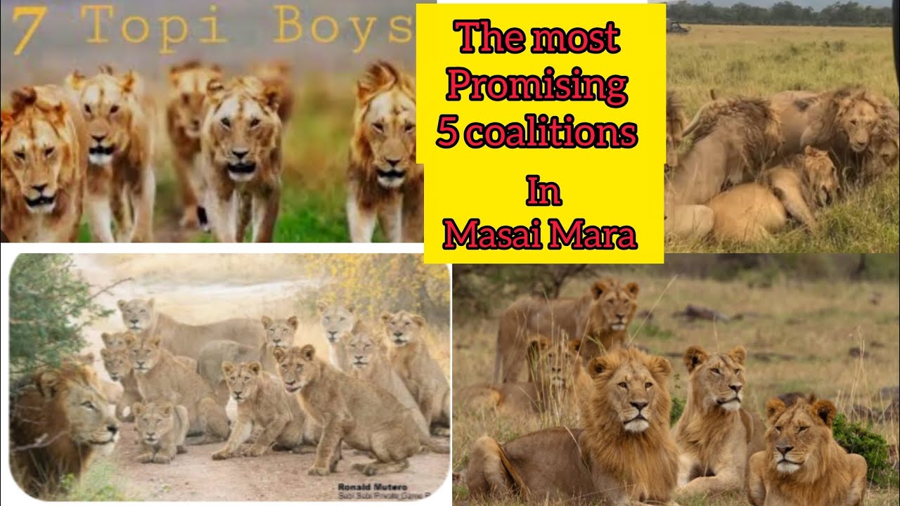 The most promising coalitions of Masai Mara . 5 legendary kings coalitions - in future .