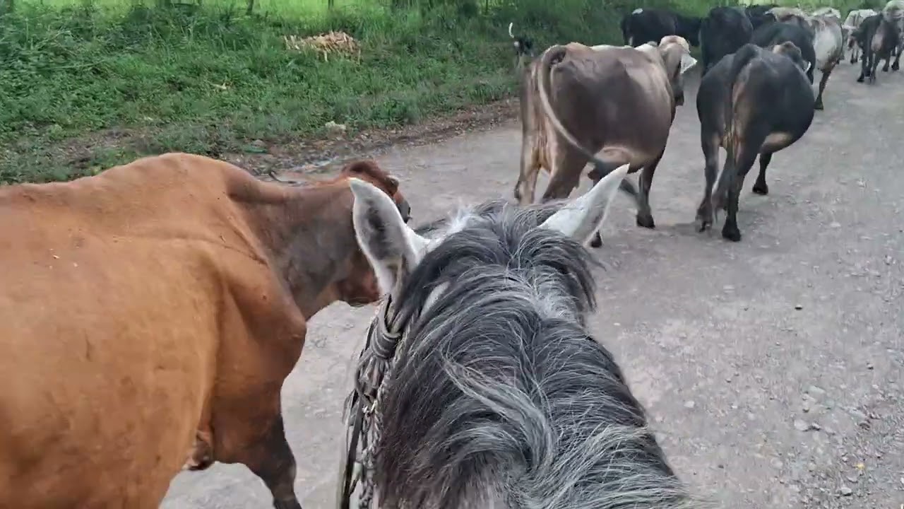 Del corral para el potrero 