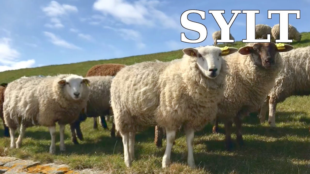 Rantumbecken Sylt | virtual biking tour