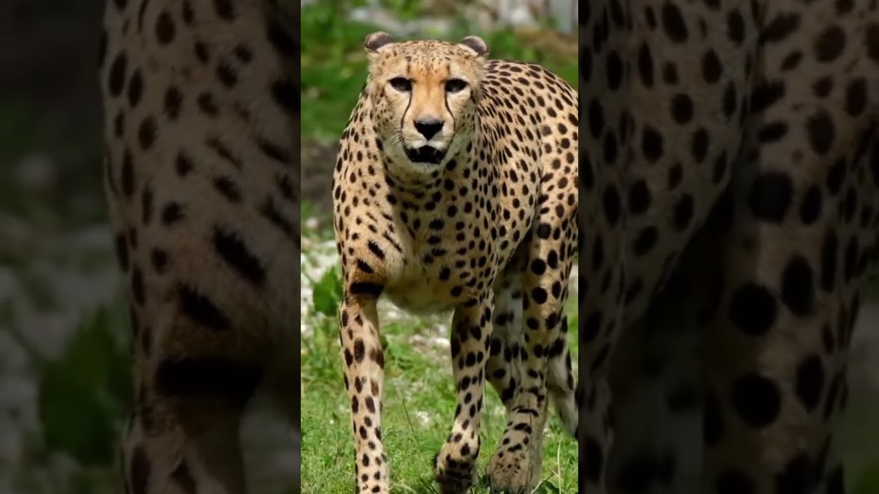 cheetah sounds...#cheetah #wildlife #viral #animals #shorts
