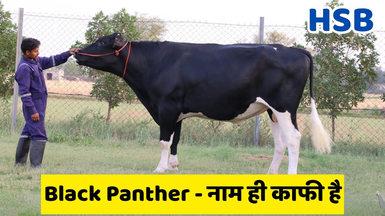 दूध की मशीन तैयार है! देखिए HF का Future – BLACK PANTHER || HSB