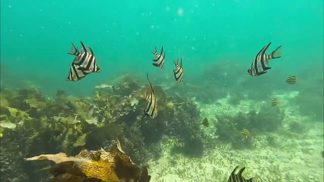 Fly Point Snorkel, Nelson Bay