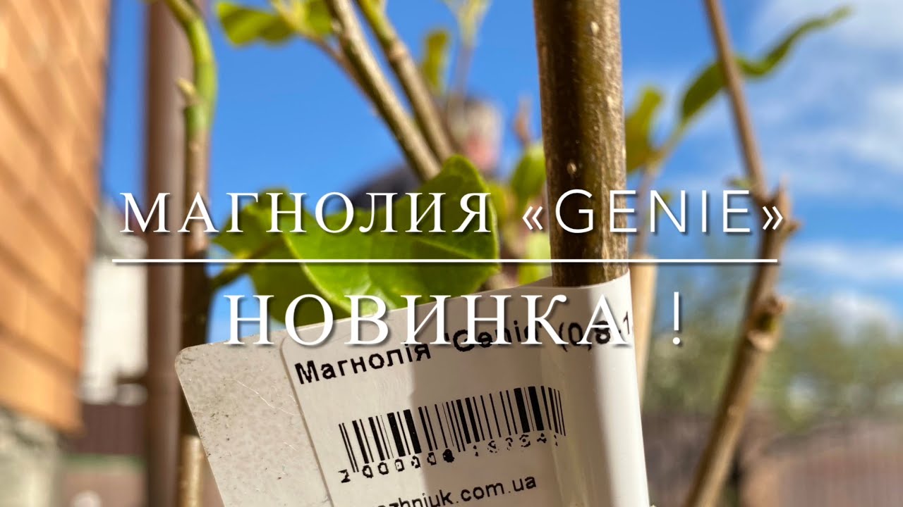 Магнолия «Genie» / Новинка 2022 г.