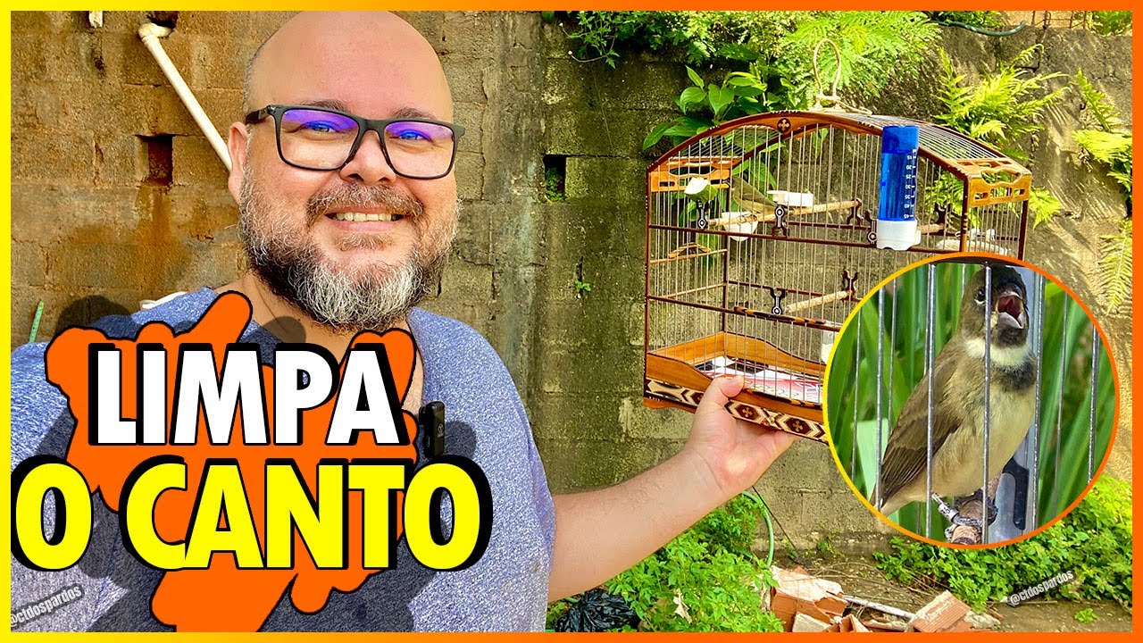INCR&Iacute;VEL!!! Como &ldquo;lapidar&rdquo; canto papa-capim coleiro