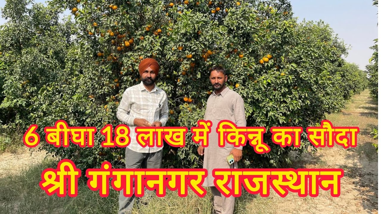 kinnu ki kheti / किन्नू की खेती 2025 / Shrigangangar Kinow / kinow farming shrigangangar
