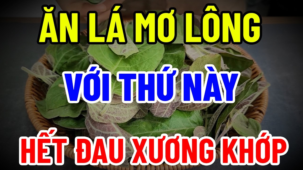 Lá Mơ Lông Chữa Bệnh Xương Khớp – Liều Thuốc Đơn Giản Cho Người Cao Tuổi