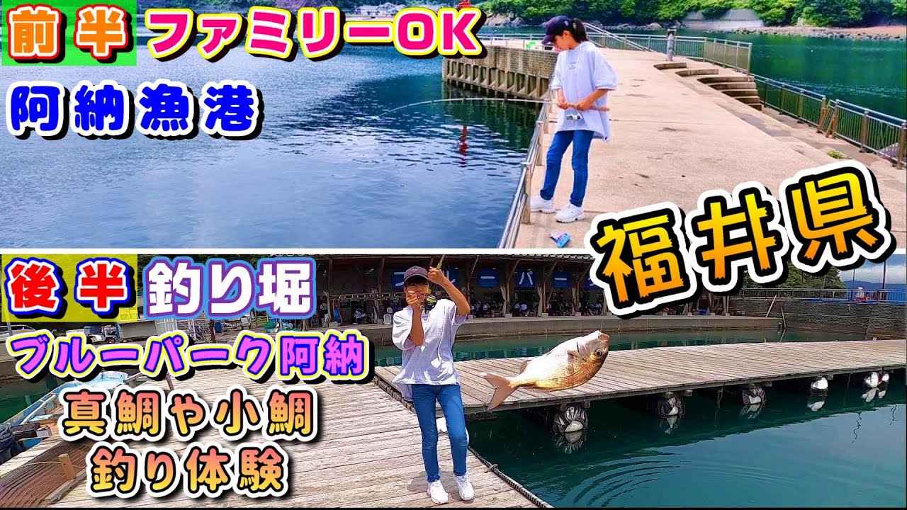 『阿納漁港』🛳️の場所紹介と五目釣り👍を動画前半で紹介‼️後半は『ブルーパーク阿納』🎣釣り堀なのにめっちゃ安くてお得😱子供が喜ぶ釣り堀紹介❗日本海の若狭湾、福井県小浜で真鯛を釣りまくり‼️